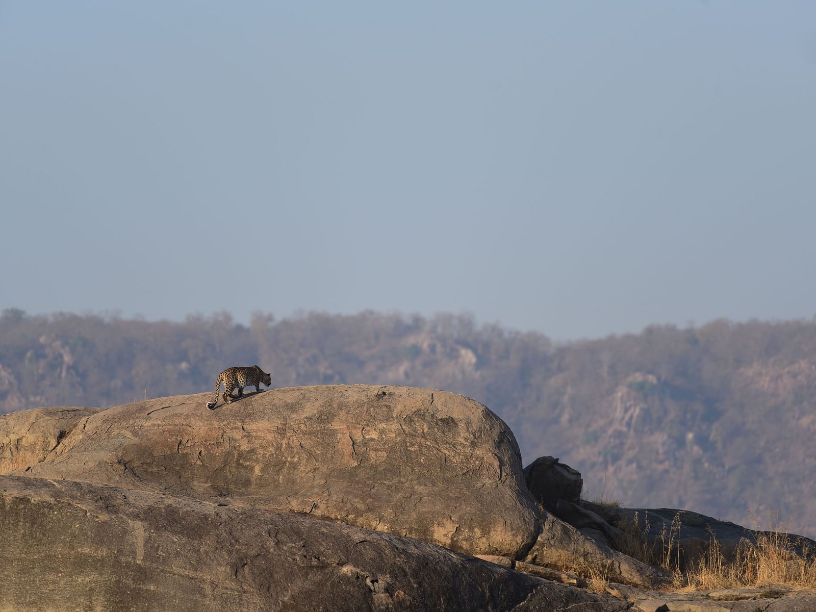A leopard resting on a rock on top of  a mountain | Utsav Camp
